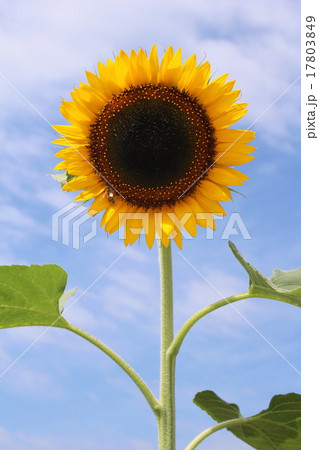 ヒマワリ ヒマワリ 17803849