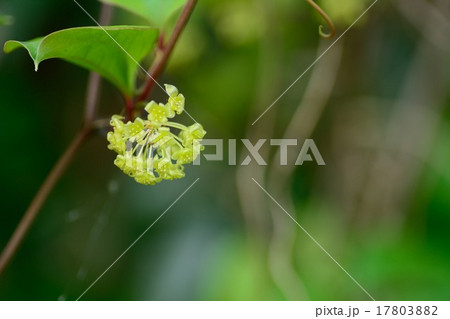 サルトリイバラの花の写真素材