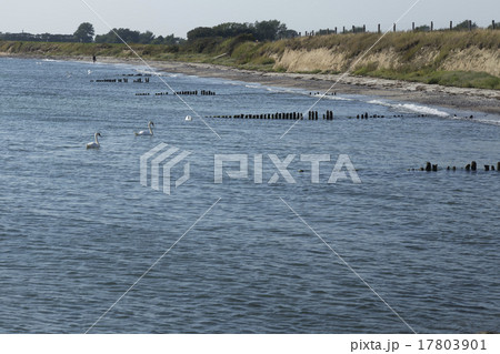 Swans on the shore 17803901