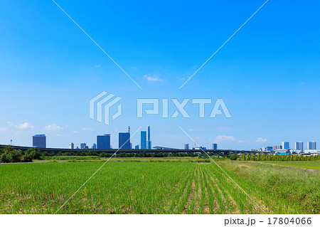 秋の青空が広がるさいたま新都心と見沼たんぼ 秋の青空が広がるさいたま新都心と見沼たんぼ 17804066