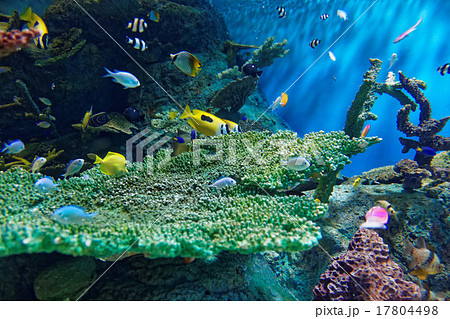 サンゴとトロピカルフィッシュ 17804498