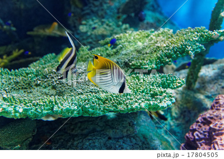 サンゴとトロピカルフィッシュ サンゴとトロピカルフィッシュ 17804505