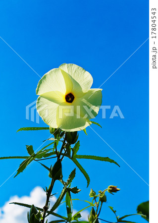 大きな黄色のとろろあおいの花と青空 17804543