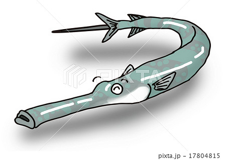 アオヤガラ 17804815