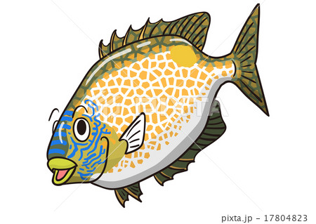 ゴマアイゴ ゴマアイゴ 17804823