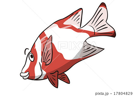 センネンダイ センネンダイ 17804829