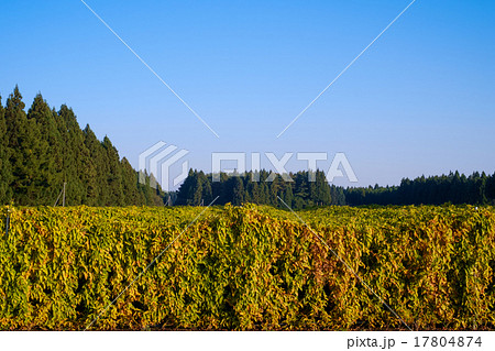 収穫前の長芋畑 17804874