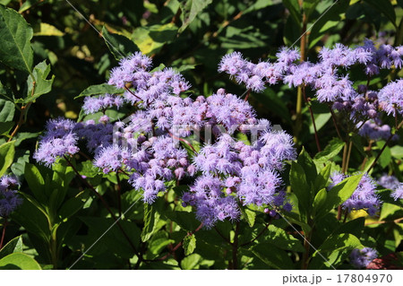 西洋フジバカマ 西洋フジバカマ 17804970