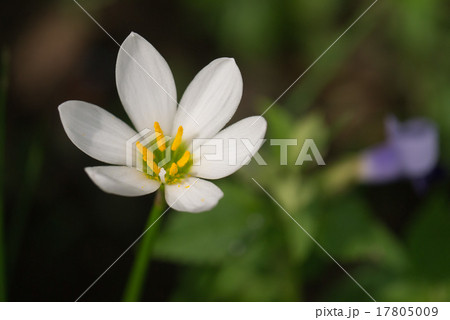 タマスダレ 17805009