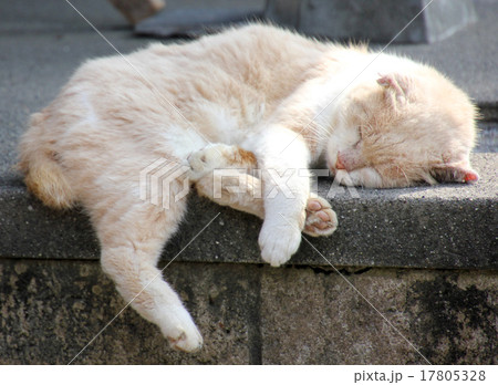 眠り猫 17805328