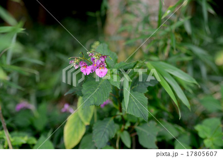 ツリフネソウ ツリフネソウ 17805607