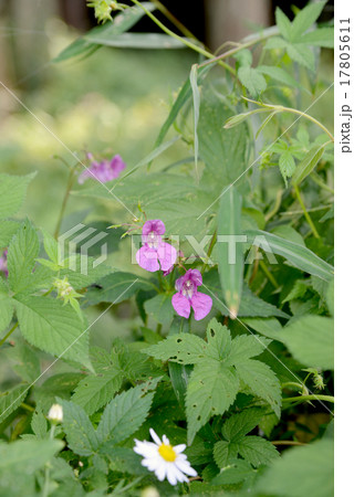 ツリフネソウ 17805611