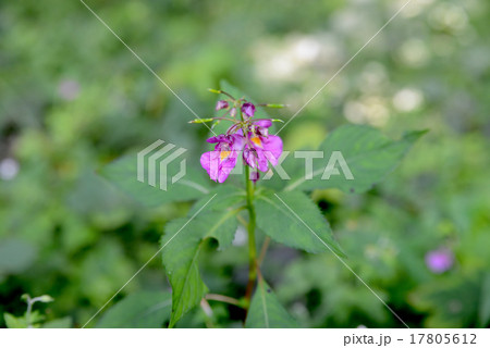 ツリフネソウ 17805612