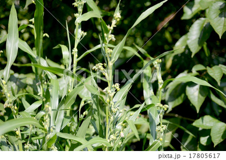 ジュズダマ 17805617