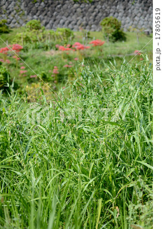 ジュズダマのある川辺 17805619