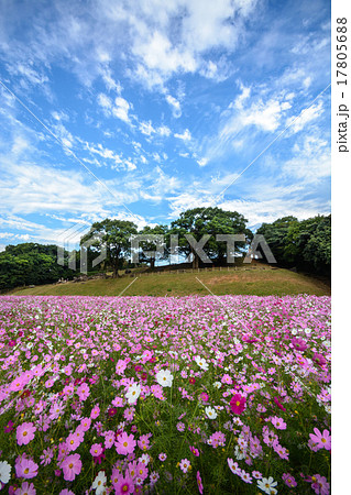 コスモス畑 長崎県佐世保市展海峰の写真素材