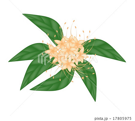 Combretum Erythrophyllum Flower 17805975