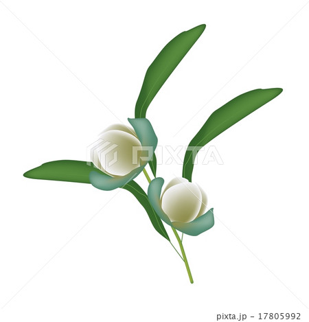 Two Magnolia Coco Blossoms on White Background 17805992