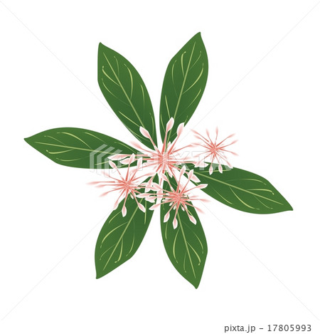 Fresh Rauvolfia Serpentina Blossoms 17805993