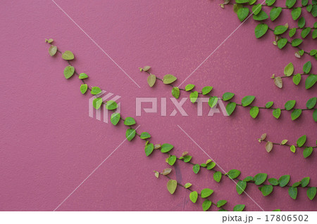 The Green Creeper Plant on the Pink Wall  17806502