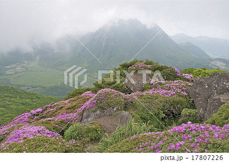 花の絨毯 ミヤマキリシマ咲き誇る/8 花の絨毯 ミヤマキリシマ咲き誇る/8 17807226