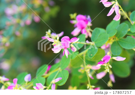 元興寺の秋　ハギの花 17807257