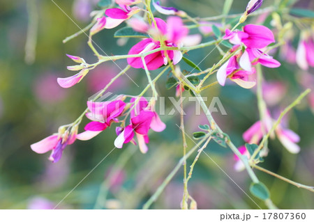 元興寺の秋　ハギの花 17807360