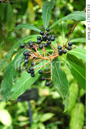 アルディシア・ピラミダリス 17807818