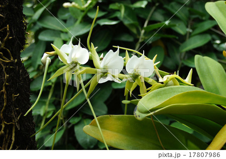 アングレクム・エブルネウム 17807986