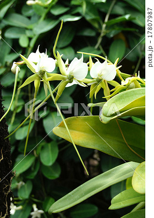 アングレクム・エブルネウム 17807987