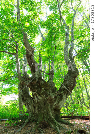 あがりこ大王 あがりこ大王 17808315