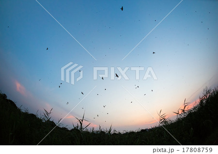 ツバメの塒入り ツバメの塒入り 17808759