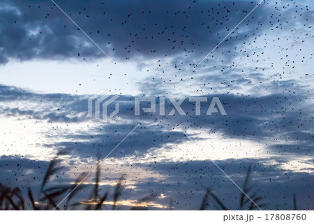 ツバメの塒入り 17808760