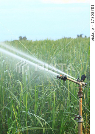 喜界島のサトウキビ畑とスプリンクラー 17808781