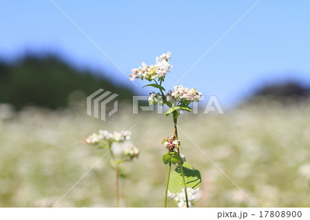 ソバの花 17808900