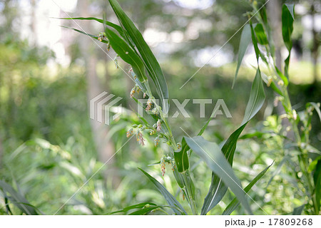 ジュズダマ 17809268