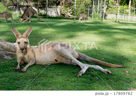 Kangaroos in zoo, Australia 17809762