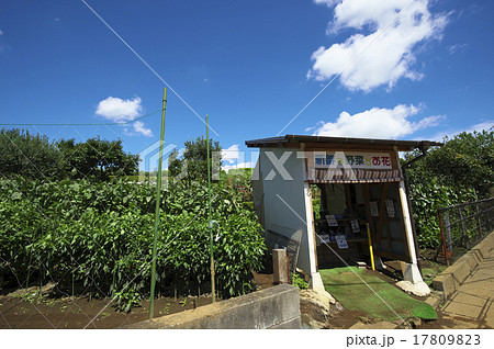 生産緑地 17809823
