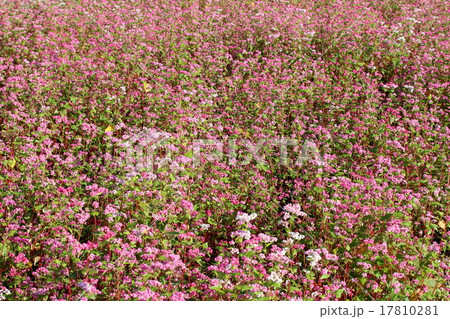 赤いソバの花 赤いソバの花 17810281