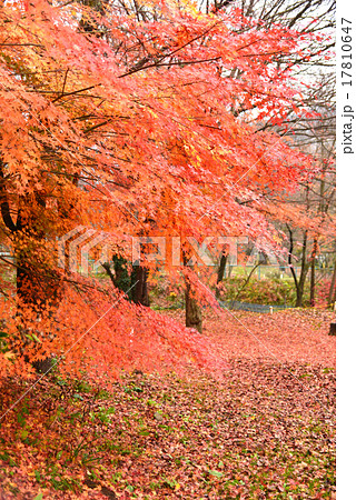 秋の風景 17810647