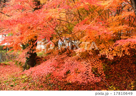 晩秋の風景 晩秋の風景 17810649