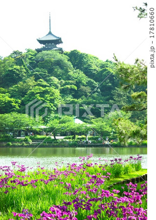 横浜三渓園の三重塔と花菖蒲 17810660