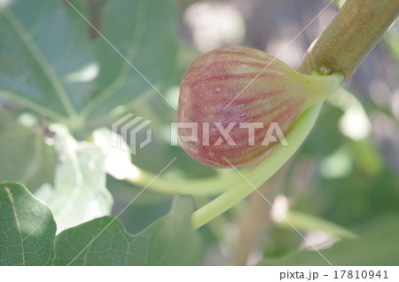 イチジクの木 17810941