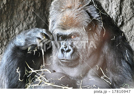動物園のゴリラ 動物園のゴリラ 17810947