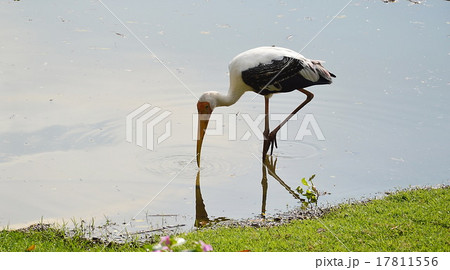 painted stork feeding on the river 17811556