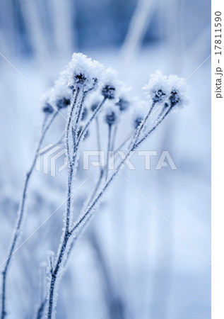 Frozen meadow plant Frozen meadow plant 17811590