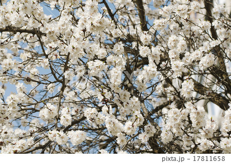 Apricot tree flower 17811658