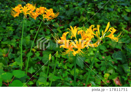 鍾馗水仙(ショウキズイセン) 鍾馗水仙(ショウキズイセン) 17811751