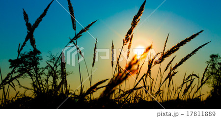 Spikelets grass on sunset Spikelets grass on sunset 17811889