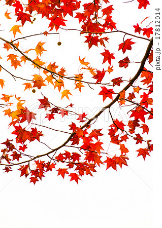 紅葉０２ 17812014